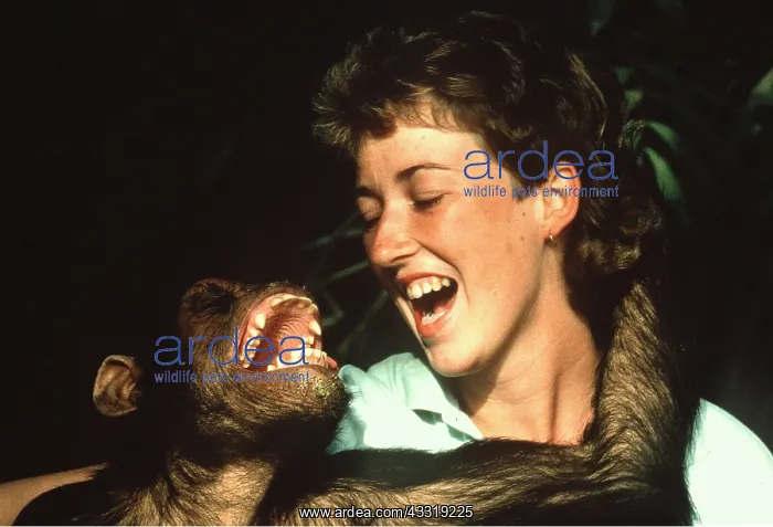 : CHIMPANZEE - smiling with woman researcher at : CHIMPANZEE - smiling with woman researcher at
