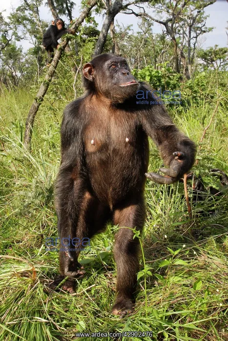: Chimpanzee - standing : Chimpanzee - standing