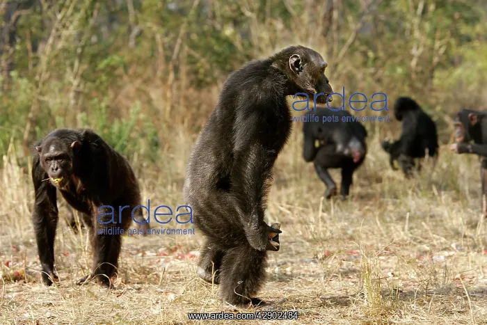: Chimpanzee - standing : Chimpanzee - standing