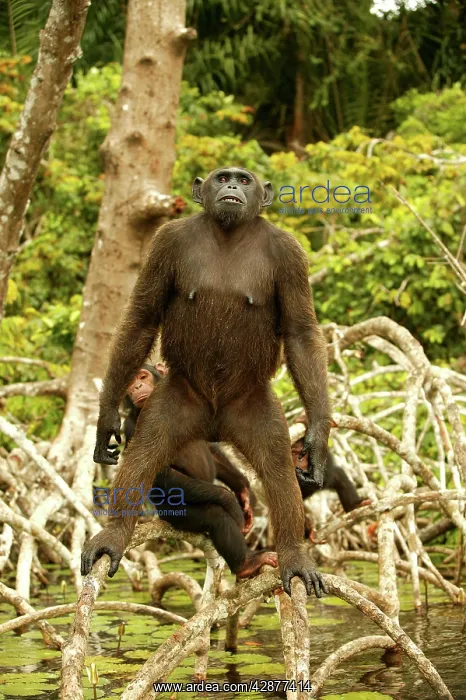 : CHIMPANZEE - standing up on branches : CHIMPANZEE - standing up on branches
