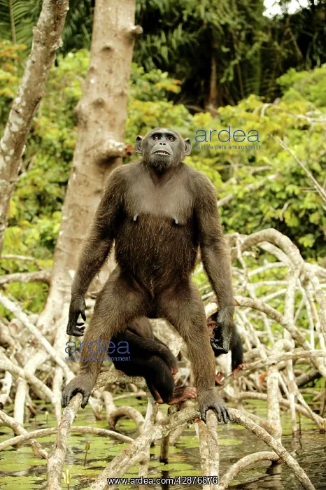 : CHIMPANZEE - standing on branches above water : CHIMPANZEE - standing on branches above water