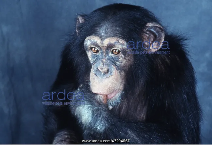  : CHIMPANZEE - sucking thumb