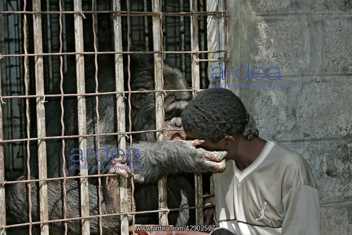 : Chimpanzee - touching boy though cage bars : Chimpanzee - touching boy though cage bars