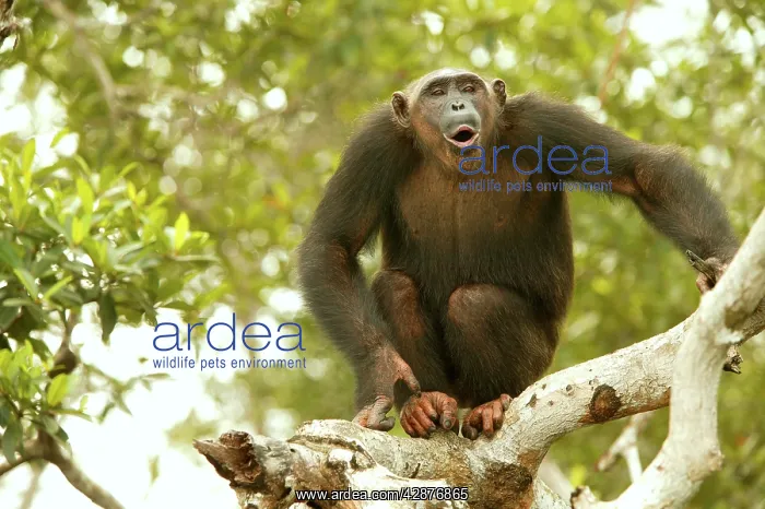 : CHIMPANZEE - in tree : CHIMPANZEE - in tree