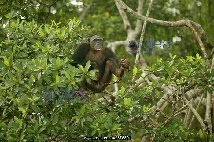 : CHIMPANZEE - in tree : CHIMPANZEE - in tree