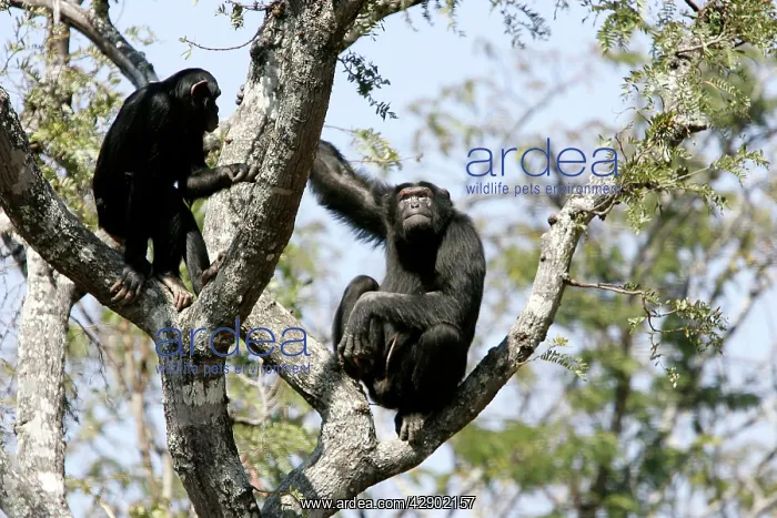 : Chimpanzee - two in tree : Chimpanzee - two in tree