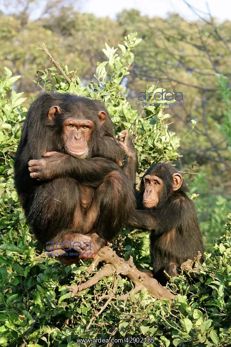 : Chimpanzee - two in tree : Chimpanzee - two in tree