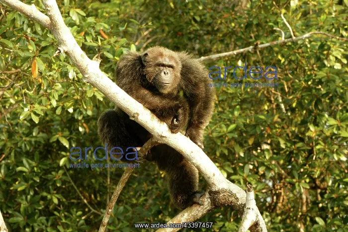 : CHIMPANZEE - in tree : CHIMPANZEE - in tree