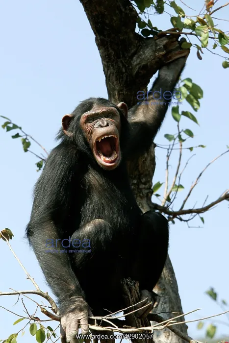 : Chimpanzee - in tree, calling : Chimpanzee - in tree, calling