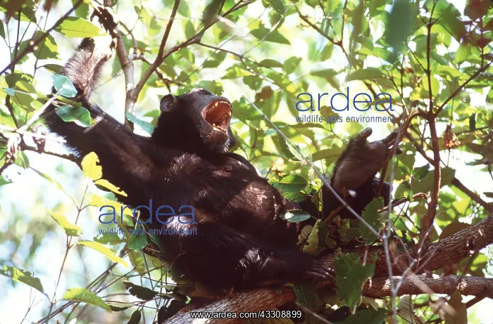  : CHIMPANZEE - in tree, calling