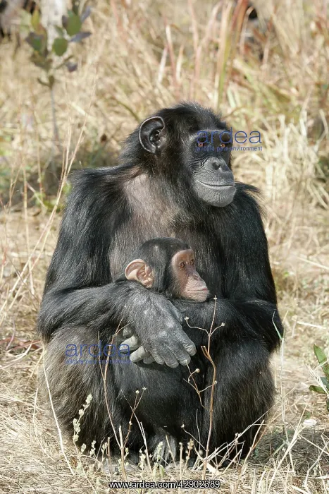 : Chimpanzee - two, adult with young : Chimpanzee - two, adult with young