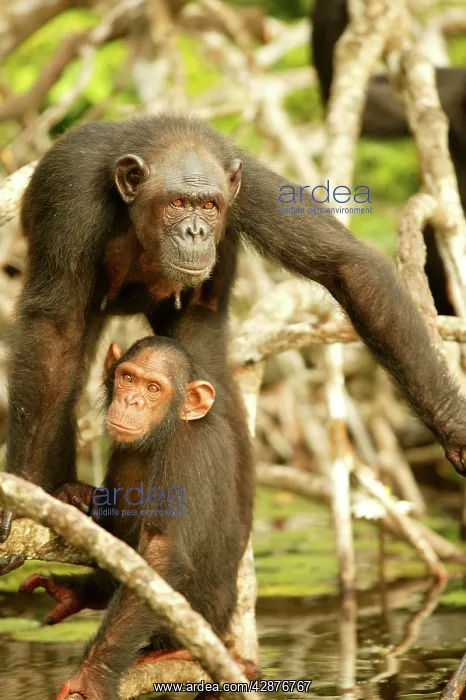 : CHIMPANZEE - two, sitting on branches : CHIMPANZEE - two, sitting on branches