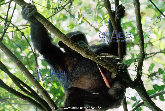  : Chimpanzee - urinating