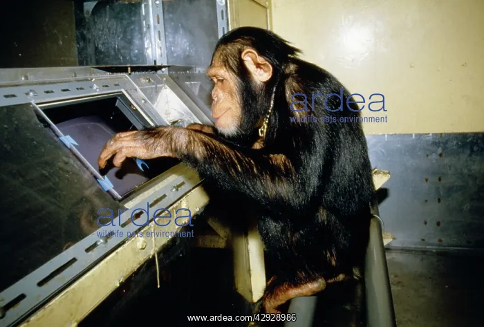 : CHIMPANZEE - using computer in laboratory : CHIMPANZEE - using computer in laboratory