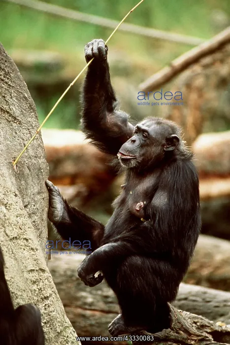 : CHIMPANZEE - using stick to get jam from inside mound : CHIMPANZEE - using stick to get jam from inside mound