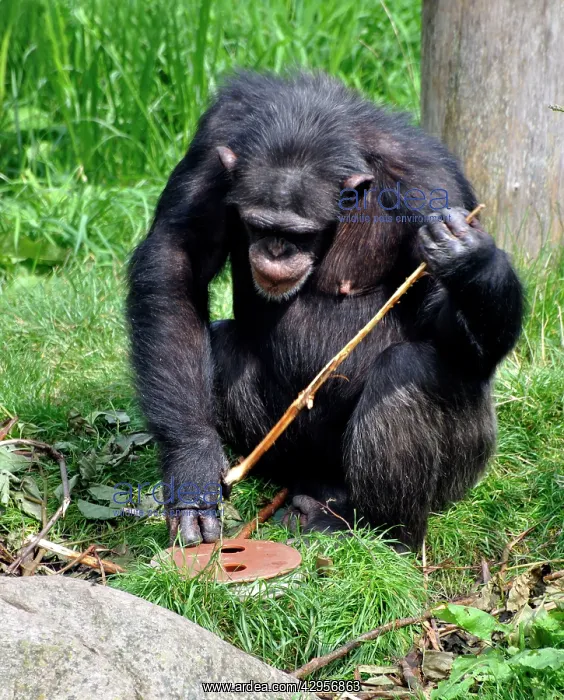 : Chimpanzee using a stick to retrieve food from underground : Chimpanzee using a stick to retrieve food from underground