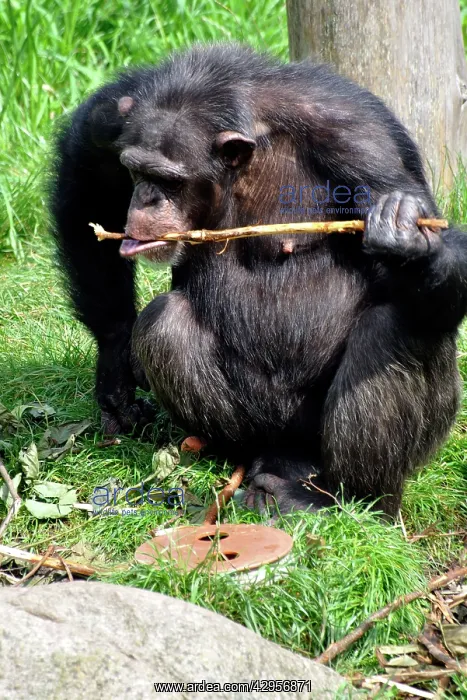 : Chimpanzee using a stick to retrieve food from underground : Chimpanzee using a stick to retrieve food from underground