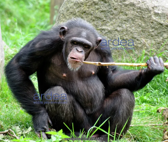 : Chimpanzee using a stick to retrieve food from underground : Chimpanzee using a stick to retrieve food from underground