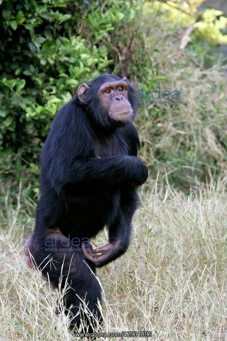 : Chimpanzee - walking : Chimpanzee - walking
