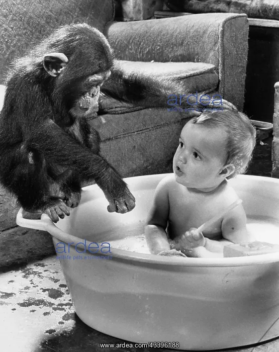 : Chimpanzee washes a child, England, Great Britain : Chimpanzee washes a child, England, Great Britain