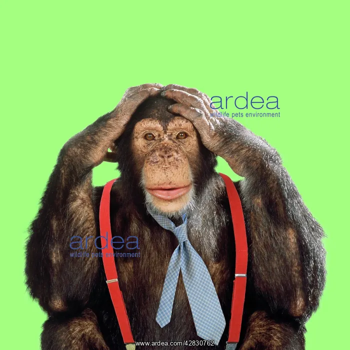 : Chimpanzee - wearing tie and braces : Chimpanzee - wearing tie and braces