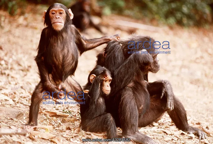 : CHIMPANZEE - x three, Fifi, Faustino, and Ferdinand : CHIMPANZEE - x three, Fifi, Faustino, and Ferdinand