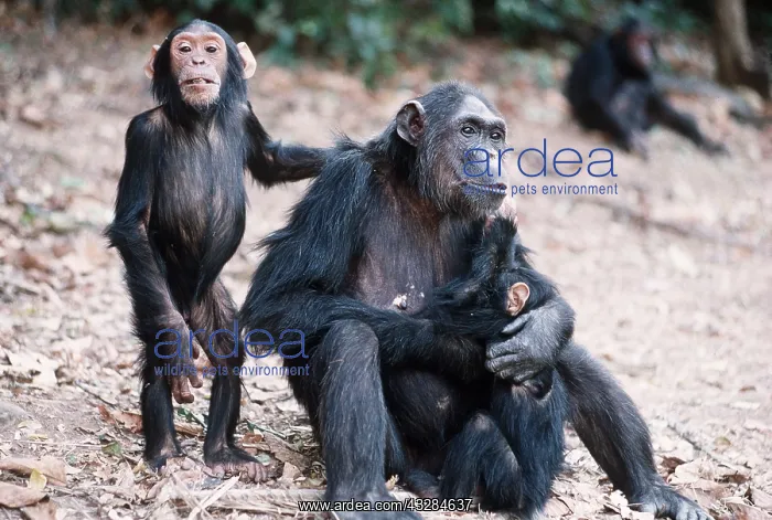: Chimpanzee - x three, Fifi, Ferdinand and Faustino : Chimpanzee - x three, Fifi, Ferdinand and Faustino