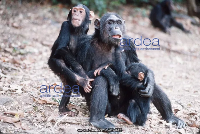 : CHIMPANZEE - x three, mother with two babies : CHIMPANZEE - x three, mother with two babies