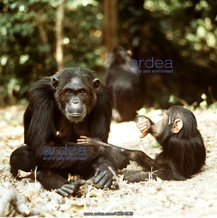: CHIMPANZEE - x two, Fifi and one year old Ferdinand : CHIMPANZEE - x two, Fifi and one year old Ferdinand