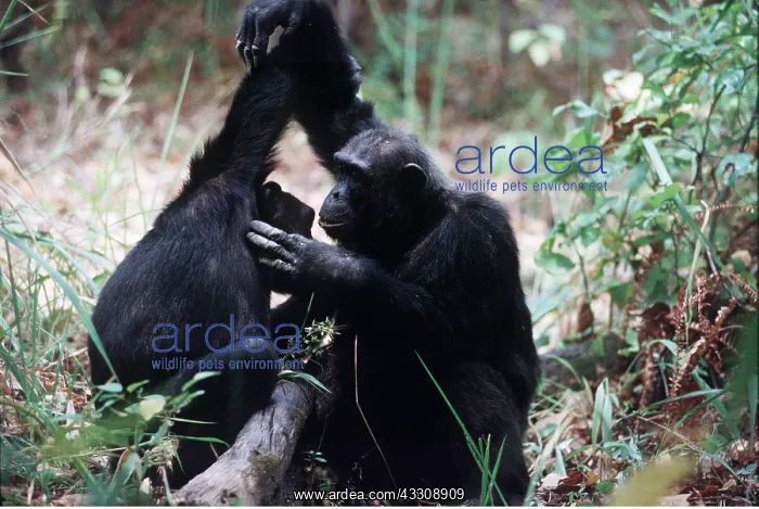  : CHIMPANZEE - x two, grooming each other