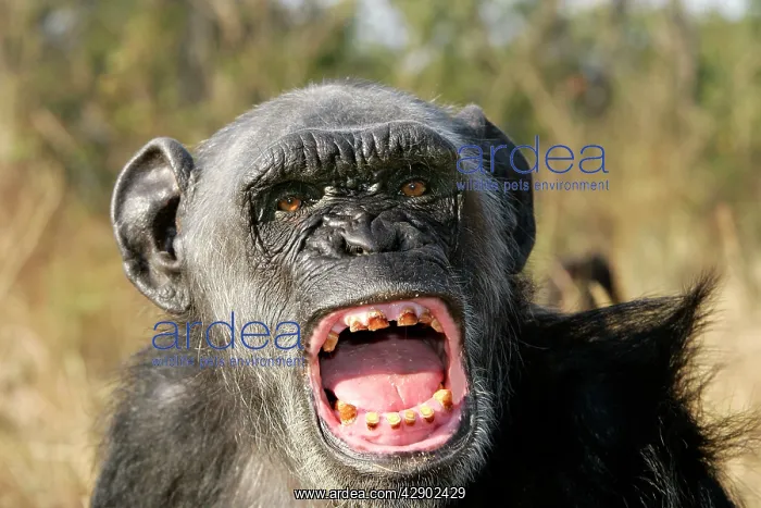 : Chimpanzee - yawning showing close-up of mouth : Chimpanzee - yawning showing close-up of mouth