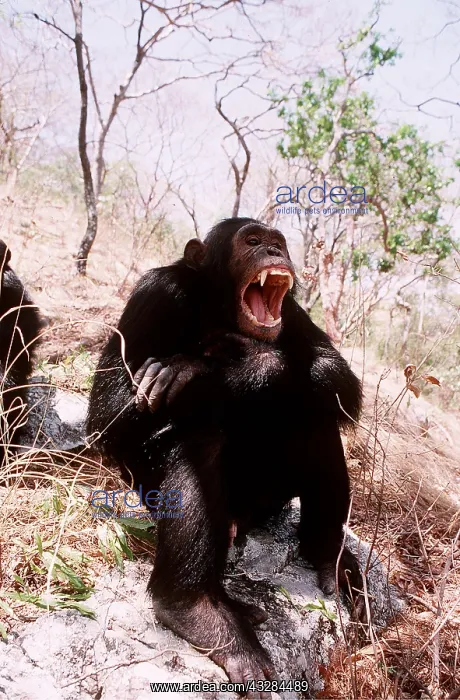 : CHIMPANZEE - yawning sixteen year old male : CHIMPANZEE - yawning sixteen year old male