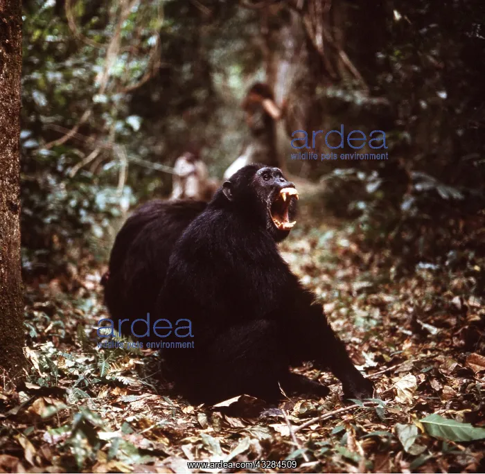 : CHIMPANZEE - yawning, twenty nine year old male : CHIMPANZEE - yawning, twenty nine year old male