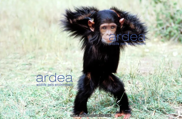 : Chimpanzee - young, with arms on head : Chimpanzee - young, with arms on head