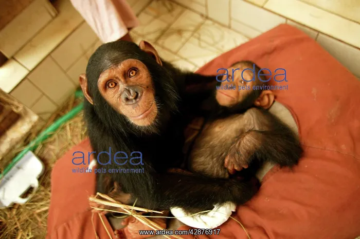  : CHIMPANZEE - with young Chimpanzee on bed at Orphanage