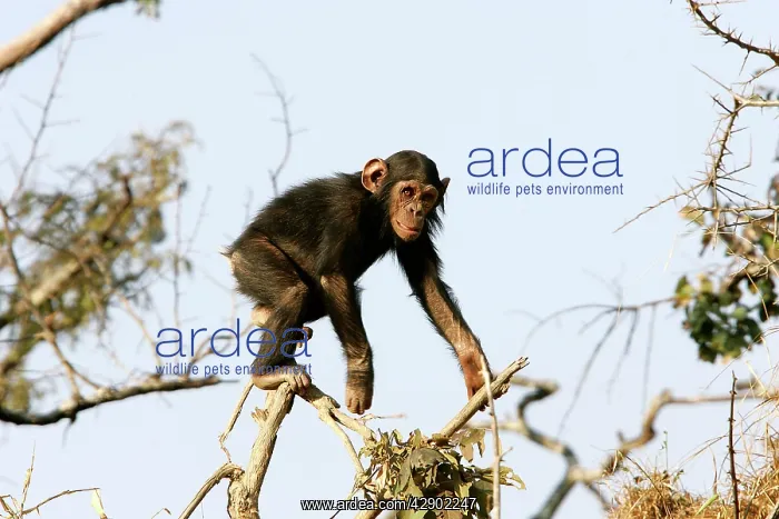 : Chimpanzee - young climbing in tree : Chimpanzee - young climbing in tree
