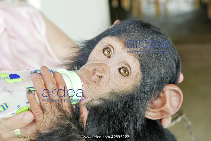 : Chimpanzee - young being fed keeper : Chimpanzee - young being fed keeper