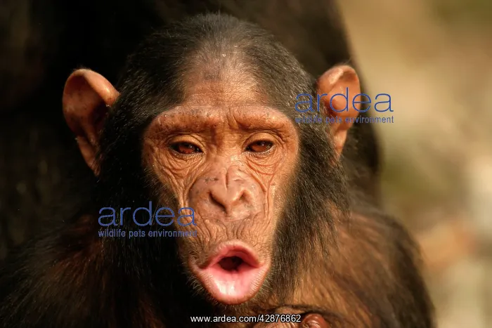 : CHIMPANZEE - young, pant-hoot / calling : CHIMPANZEE - young, pant-hoot / calling