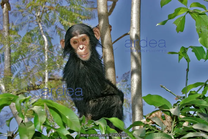: Chimpanzee - young in tree : Chimpanzee - young in tree