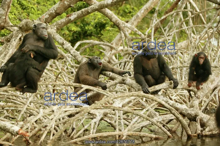 : CHIMPANZEES : CHIMPANZEES