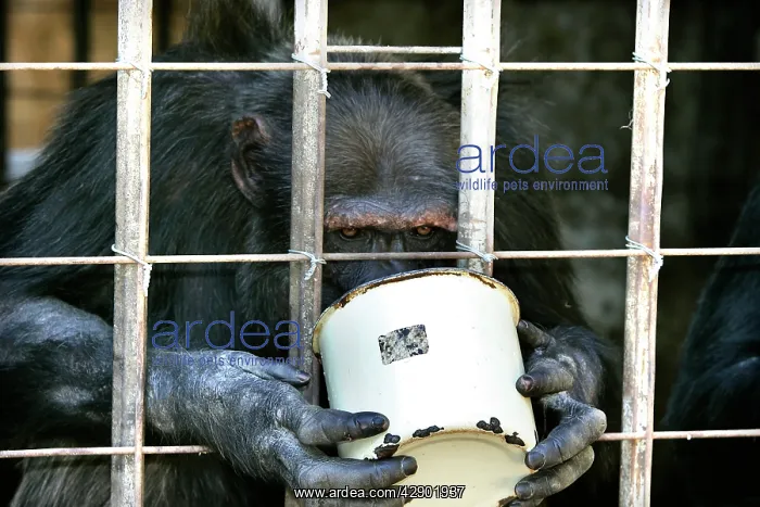 : Chimpanzees - eating food in bucket through cage bars : Chimpanzees - eating food in bucket through cage bars