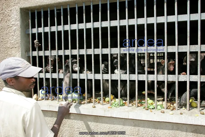  : Chimpanzees - being fed through cage bars