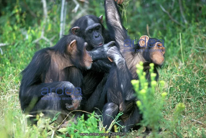 : Chimpanzees - Grooming each other : Chimpanzees - Grooming each other