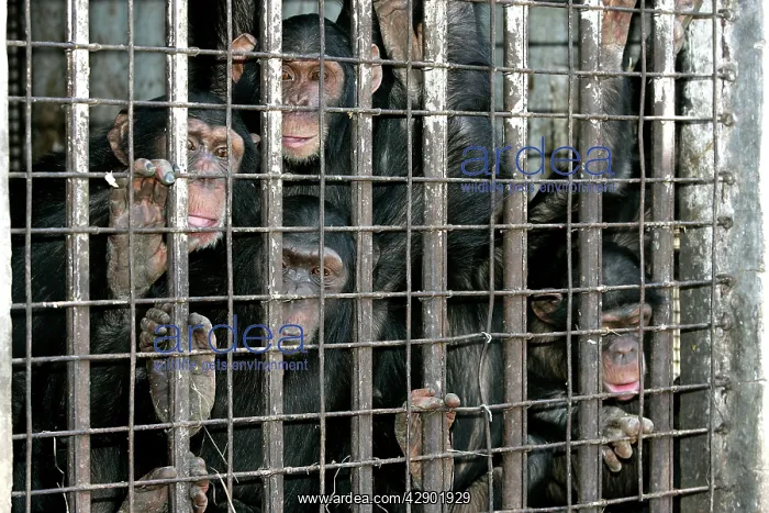 : Chimpanzees - looking through bars of cage : Chimpanzees - looking through bars of cage