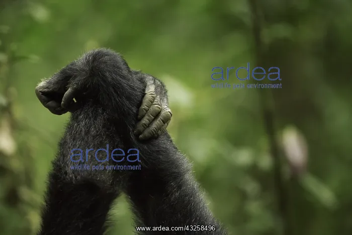 : Two Chimpanzees (Pan troglodytes) groom one another : Two Chimpanzees (Pan troglodytes) groom one another