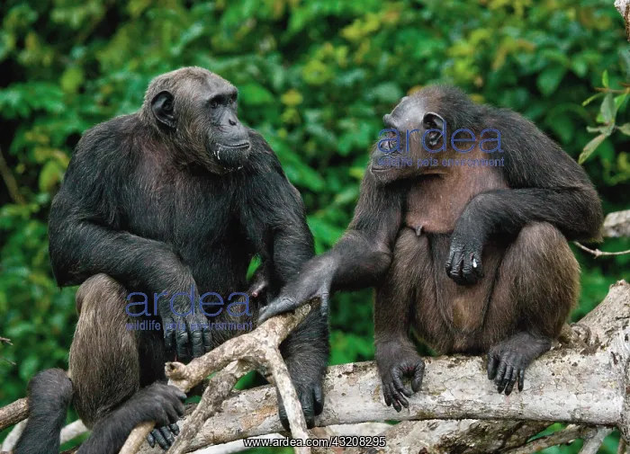  : Chimpanzees (Pan troglodytes) on mangrove branch