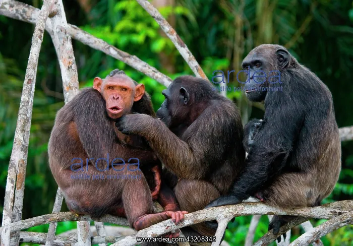 : Chimpanzees (Pan troglodytes) on mangrove branch : Chimpanzees (Pan troglodytes) on mangrove branch