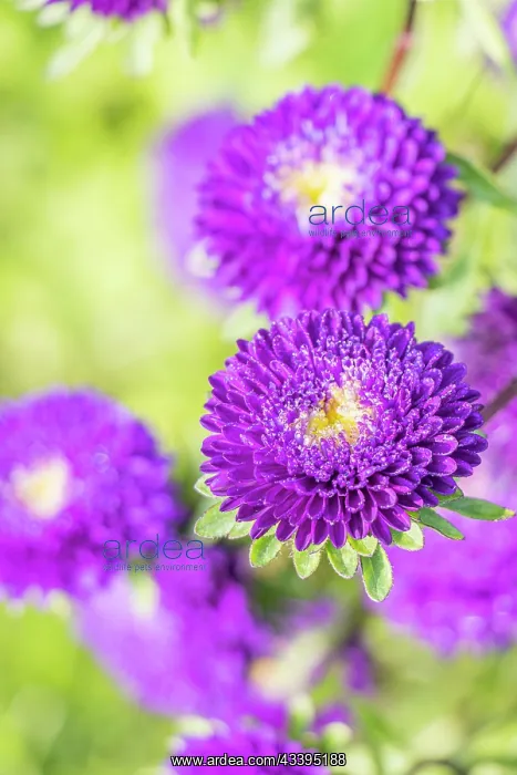 : China Aster, Callistephus chinensis Bonita, flowers : China Aster, Callistephus chinensis Bonita, flowers