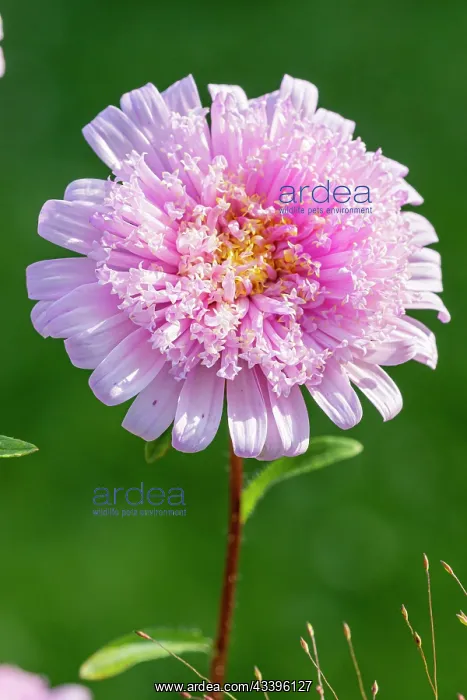 : China Aster, Callistephus chinensis Super Princess : China Aster, Callistephus chinensis Super Princess