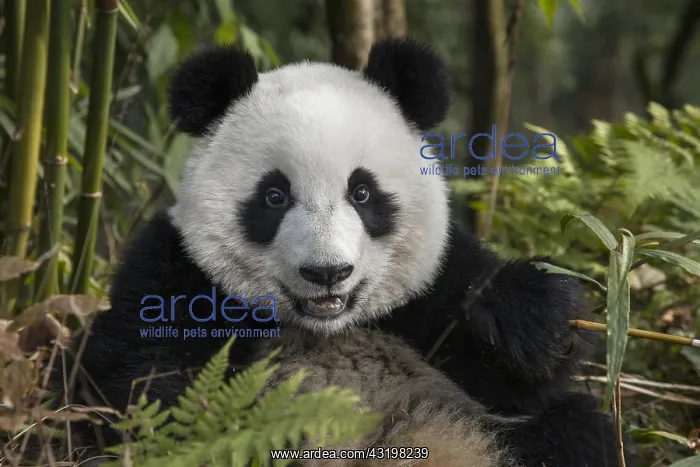 : China, Chengdu, Chengdu Panda Base. Portrait of : China, Chengdu, Chengdu Panda Base. Portrait of